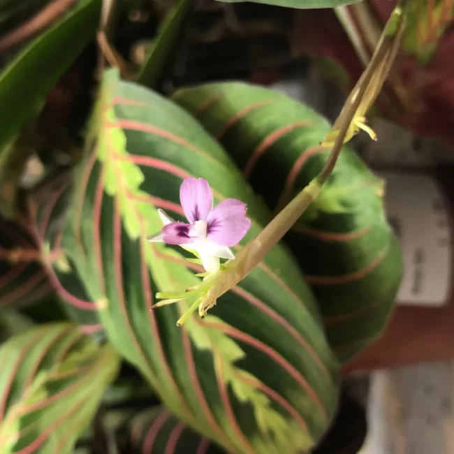 Plante à Prière – Maranta 'Fascinator' – Image 4