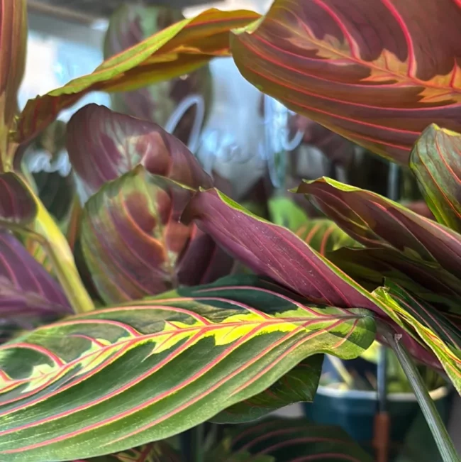 Plante à Prière – Maranta 'Fascinator' – Image 3