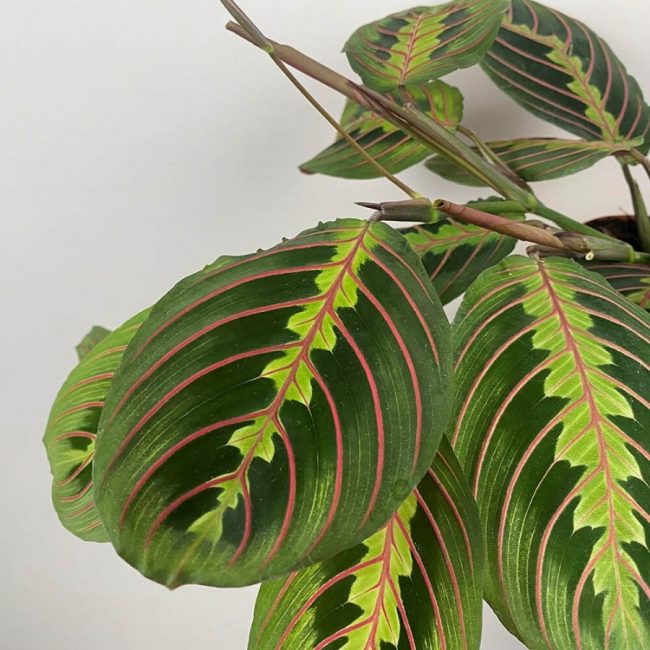 Plante à Prière – Maranta 'Fascinator' – Image 2