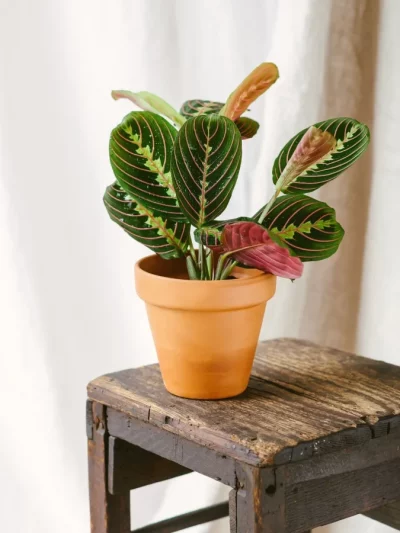 Plante à Prière – Maranta 'Fascinator'