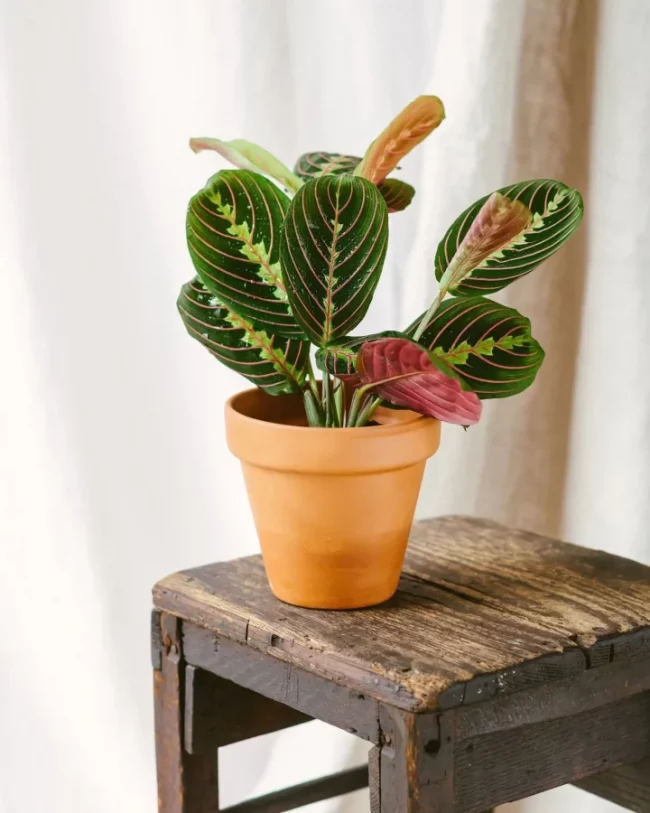Plante à Prière – Maranta 'Fascinator'