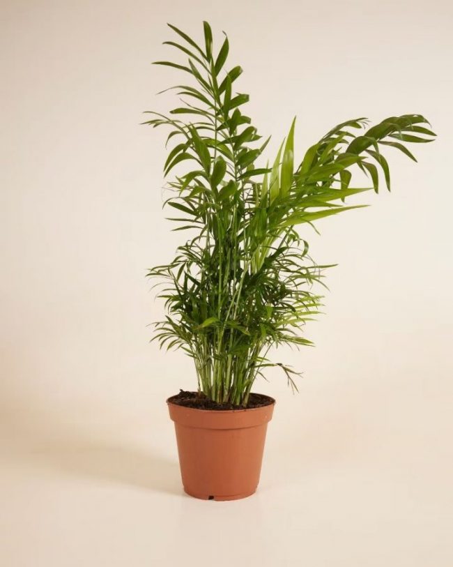 Chamaedorea Elegans – Image 4