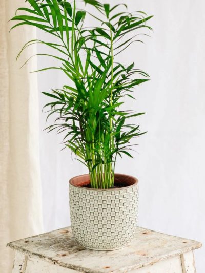 Chamaedorea Elegans