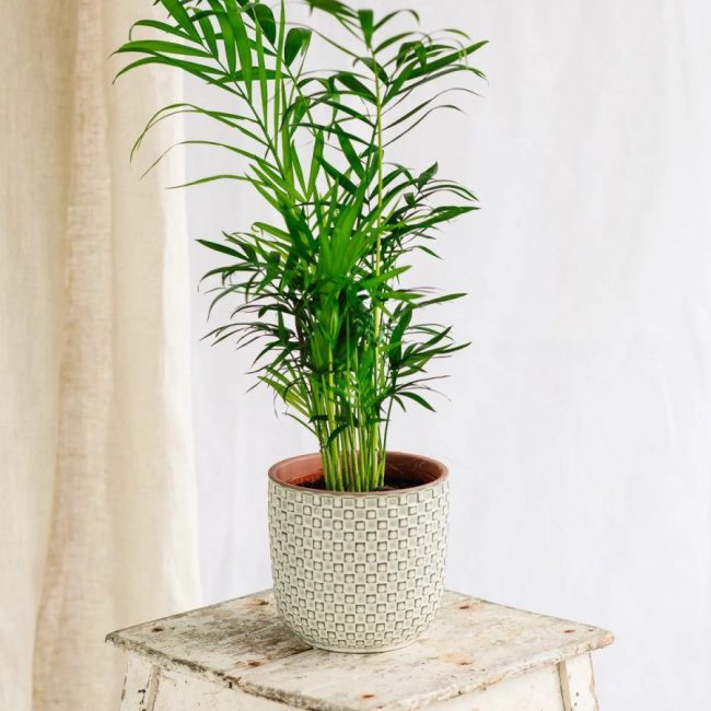 Chamaedorea Elegans