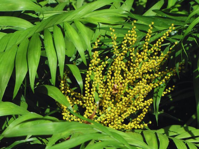 Chamaedorea Elegans – Image 2