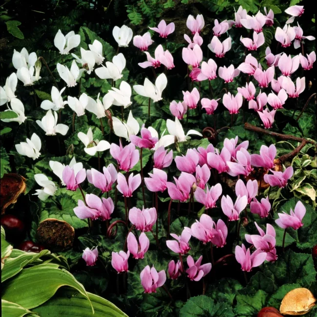 Cyclamen en Pot (Mix) – Image 6