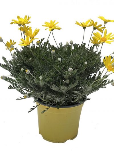 Euryops en Pot