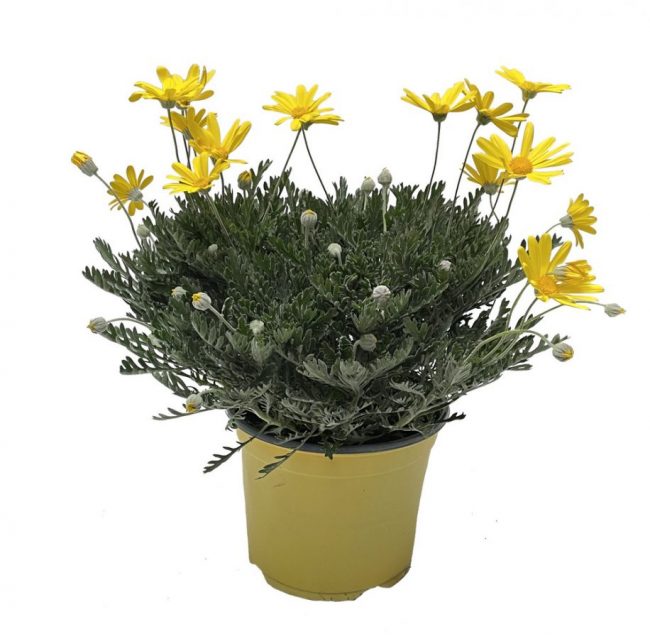 Euryops en Pot