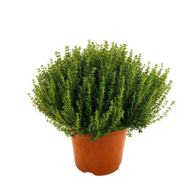Thym 'Vulgaris' – Coupe