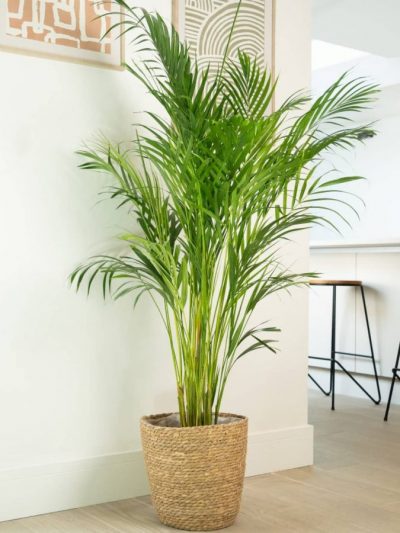 Palmier Areca – Chrysalidocarpus Lutescens