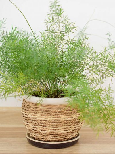 Asparagus