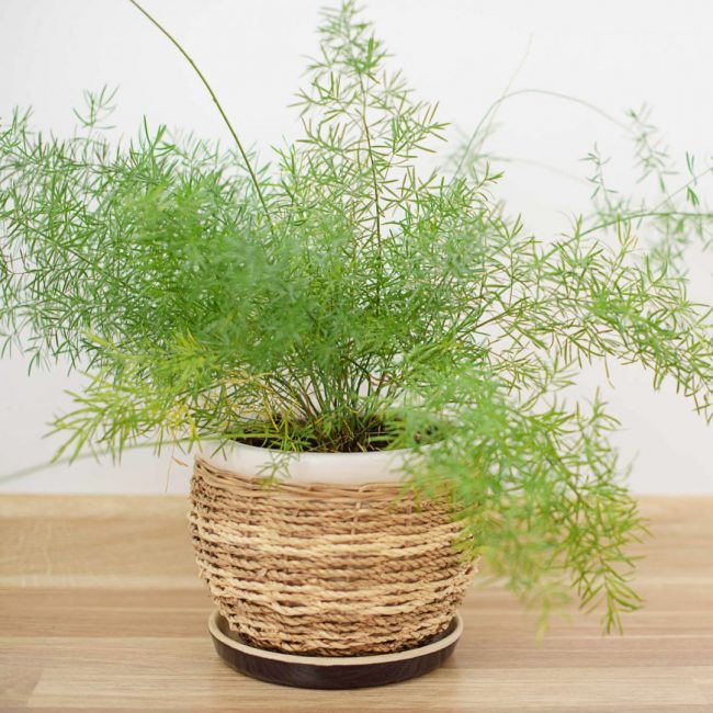 Asparagus