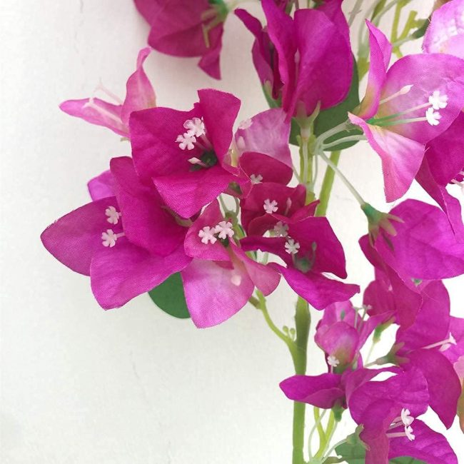 Fleur de Bougainvillier (Art.) – Image 2