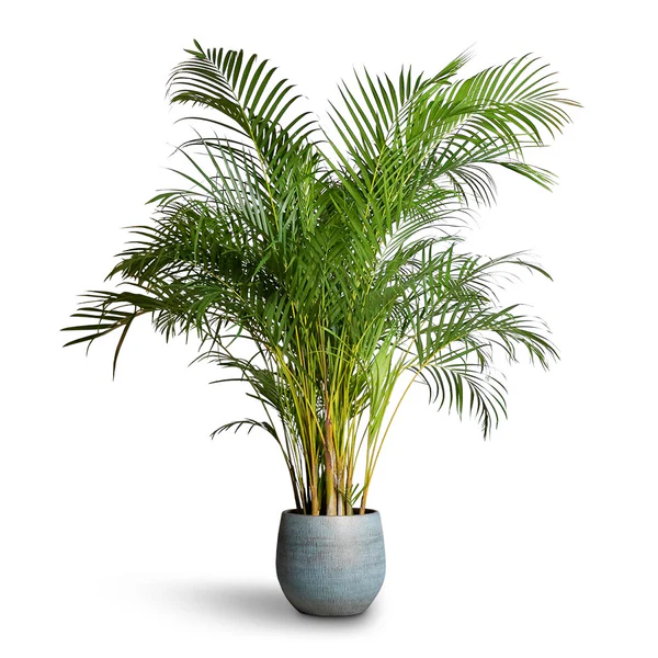 Palmier Areca – Chrysalidocarpus Lutescens – Image 3