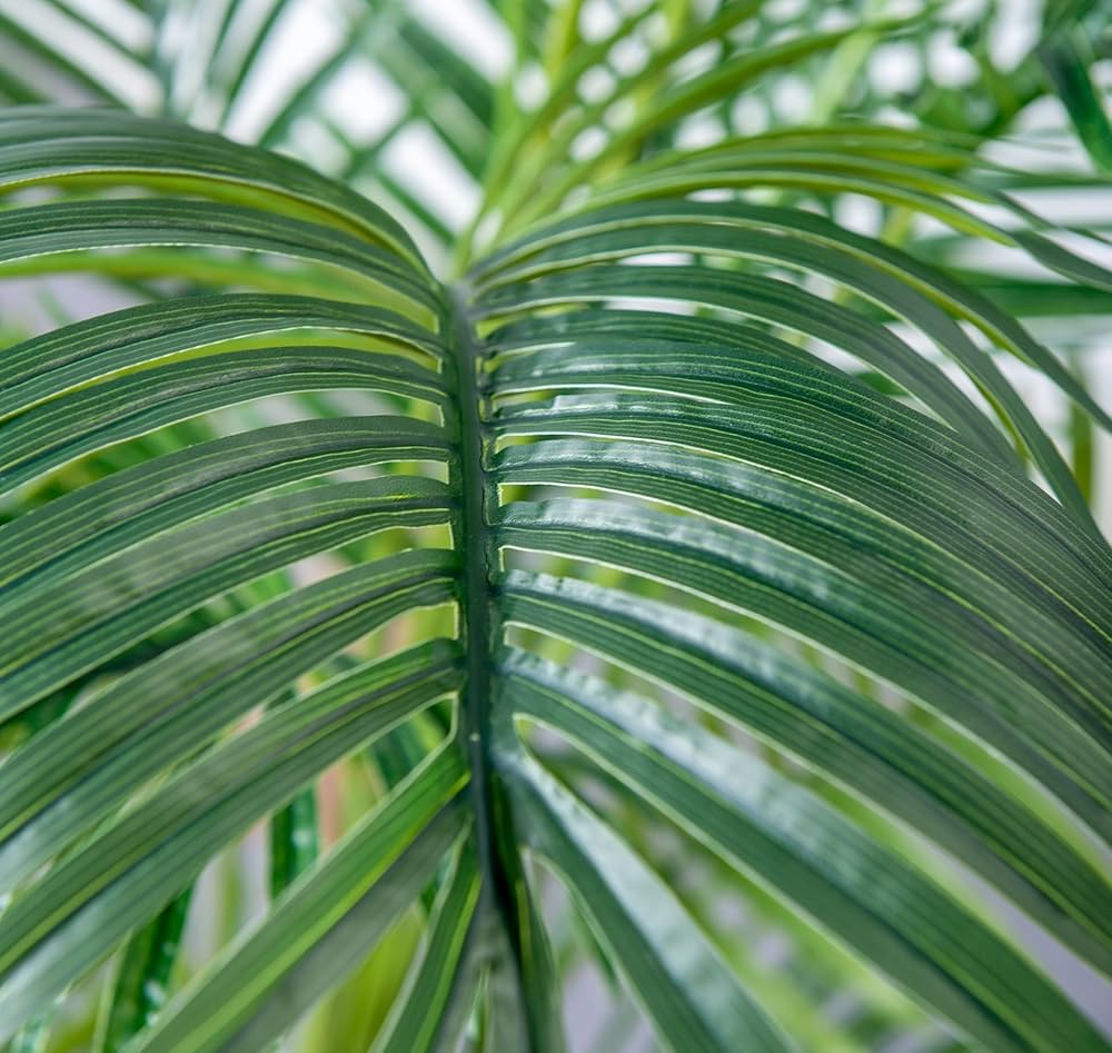 Palmier Areca – Chrysalidocarpus Lutescens – Image 2