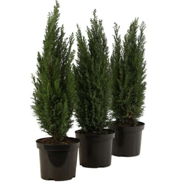 Conifère en Pot – Image 2