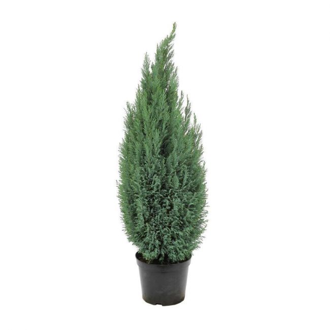 Conifère en Pot