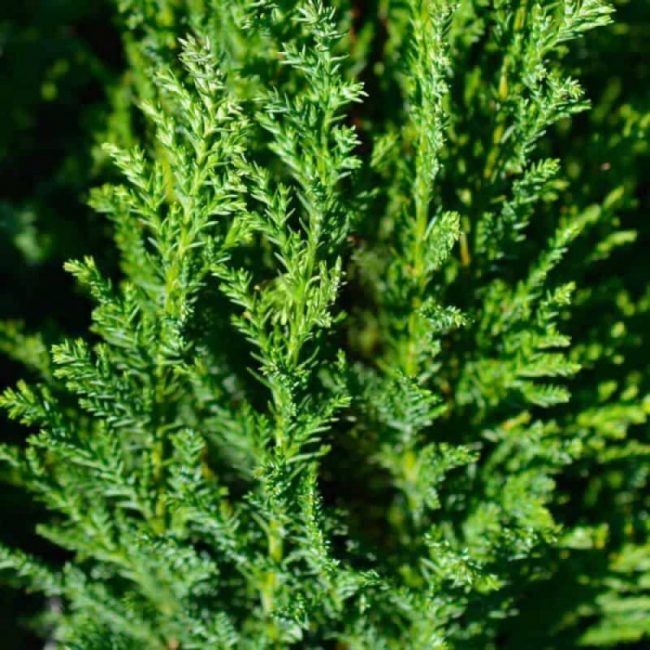 Conifère en Pot – Image 3