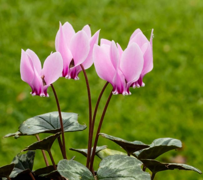 Cyclamen en Pot (Mix) – Image 2