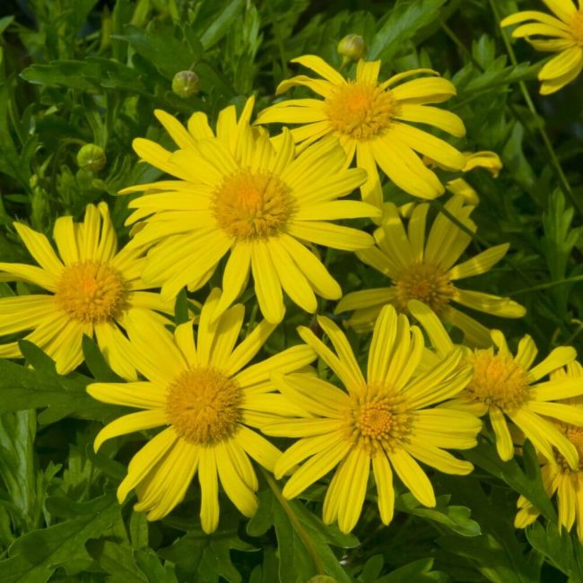 Euryops en Pot – Image 3