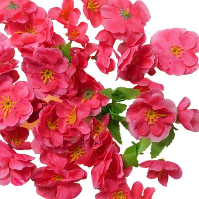 Fleur de Pêcher Rouge (Art.) – Image 3
