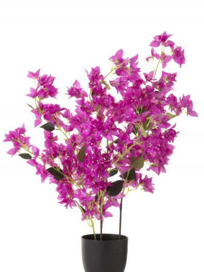 Fleur-cerisier-pot-jardinerie-jardins-de-Gabiani-Perpignan