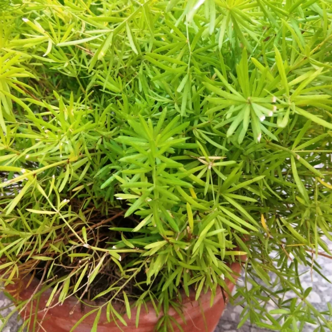 Asparagus – Image 3