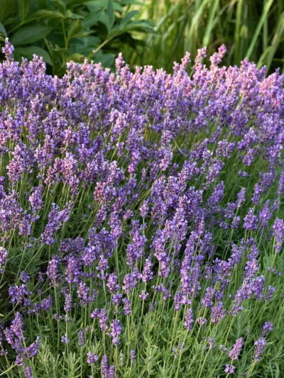Lavande Vraie 'Angustifolia'