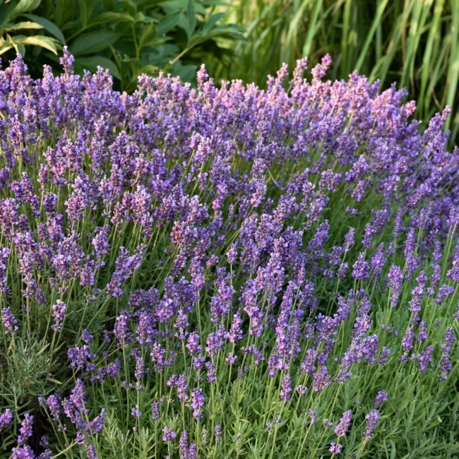 Lavande Vraie 'Angustifolia'