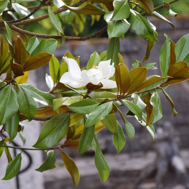 Magnolia Grandiflora