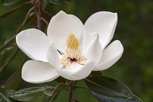 Magnolia Grandiflora – Image 2