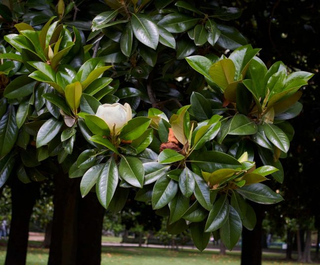 Magnolia Grandiflora – Image 3