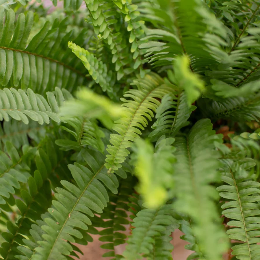 Fougère de Montagne Suspendue – Nephrolepis Montana – Image 4