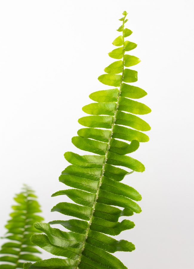 Fougère de Montagne Suspendue – Nephrolepis Montana – Image 3