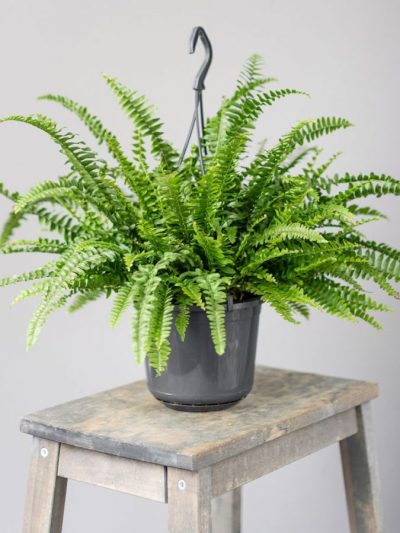 Fougère de Montagne Suspendue – Nephrolepis Montana