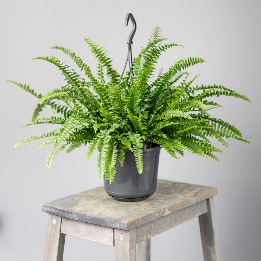 Fougère de Montagne Suspendue – Nephrolepis Montana