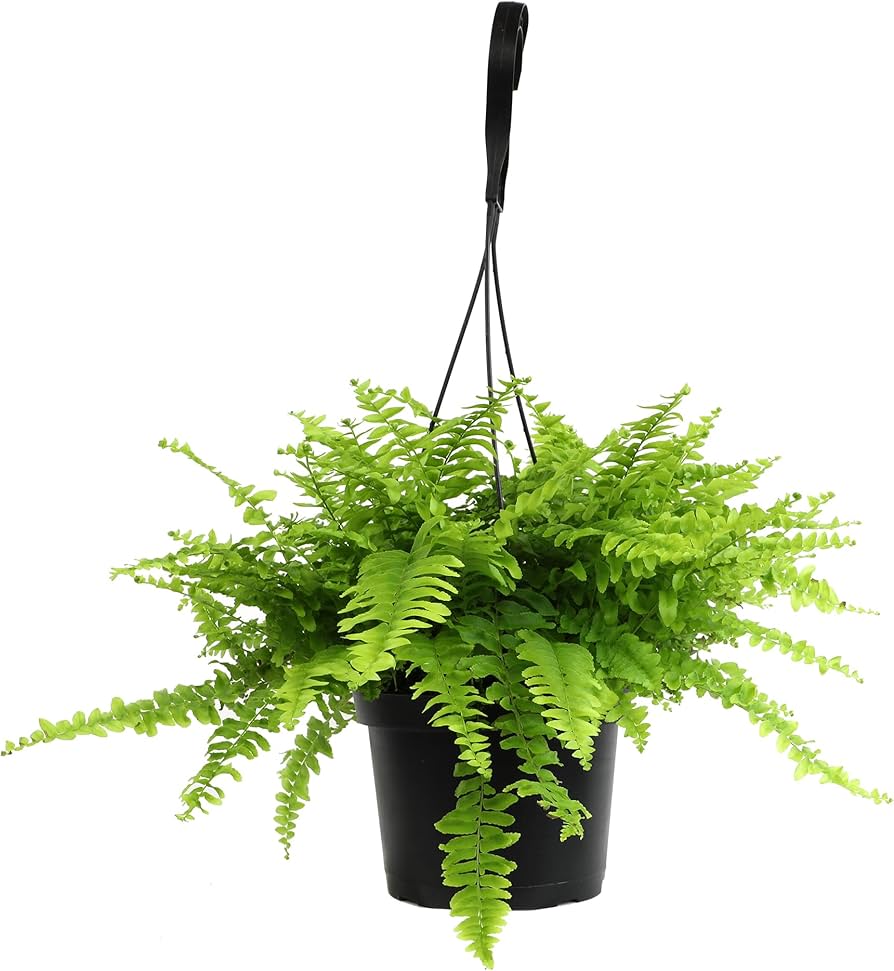 Fougère de Montagne Suspendue – Nephrolepis Montana – Image 5