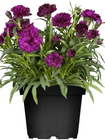 Oeillet – Dianthus en Pot (Mix)