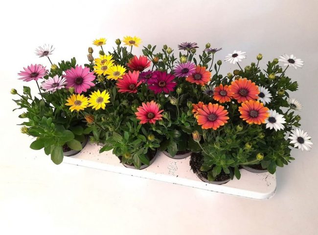 Marguerite du Cap – Osteospermum en Pot (Mix) – Image 9