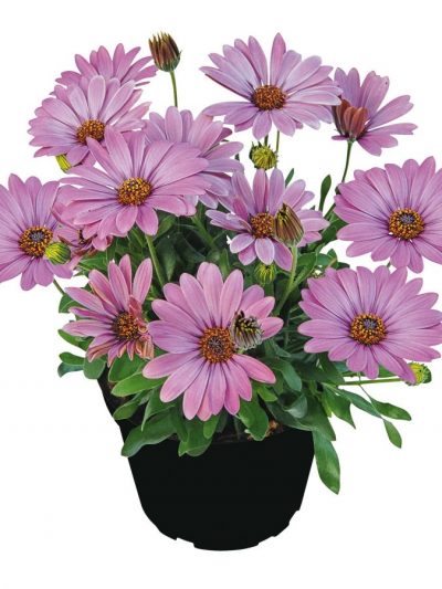 Marguerite du Cap – Osteospermum en Pot (Mix)