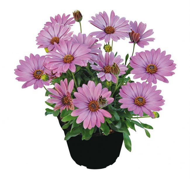 Marguerite du Cap – Osteospermum en Pot (Mix)