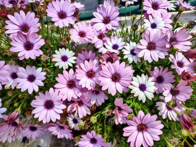 Marguerite du Cap – Osteospermum en Pot (Mix) – Image 5