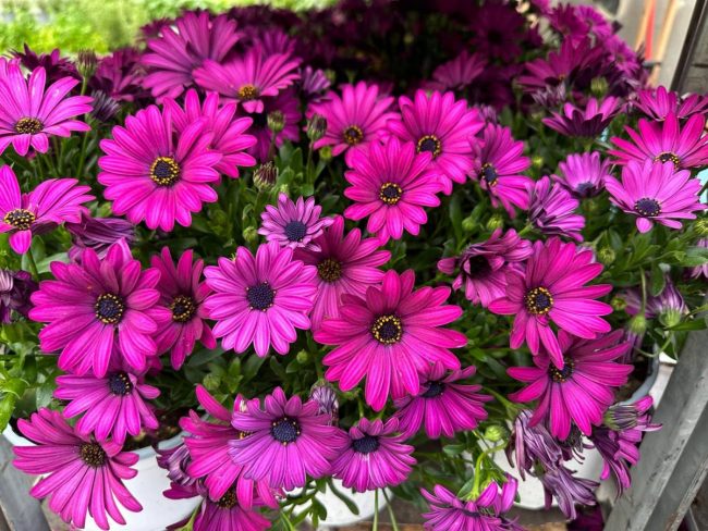 Marguerite du Cap – Osteospermum en Pot (Mix) – Image 7