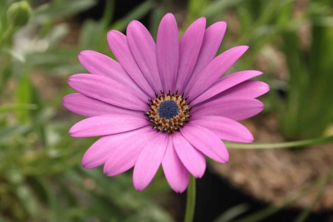Marguerite du Cap – Osteospermum en Pot (Mix) – Image 3
