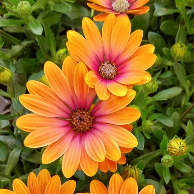 Marguerite du Cap – Osteospermum en Pot (Mix) – Image 2