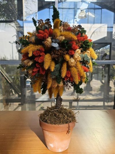 Arbuste Décoratif