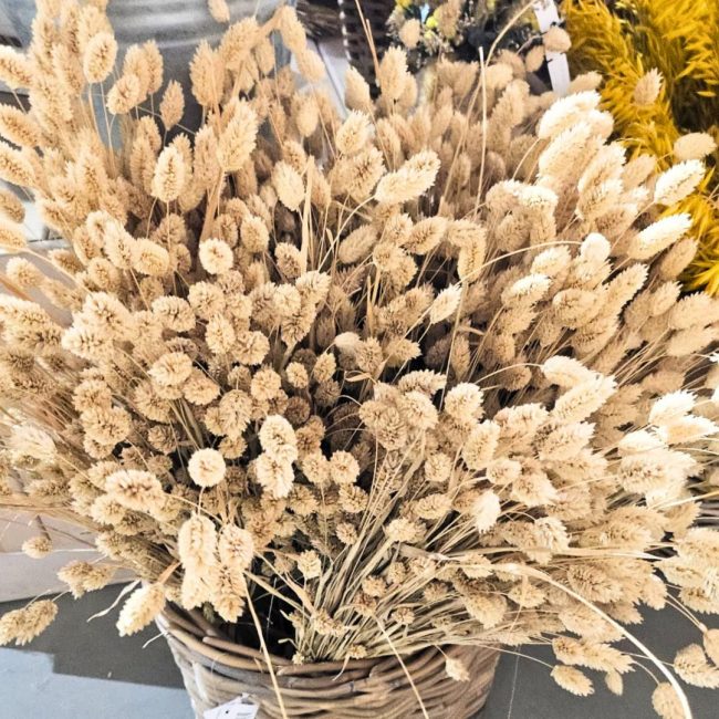 Phalaris (Botte)