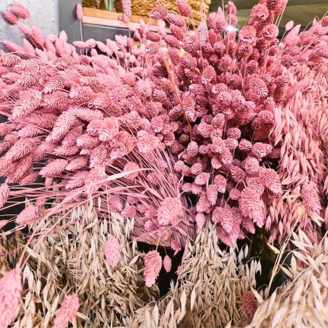 Phalaris (Botte) – Image 5