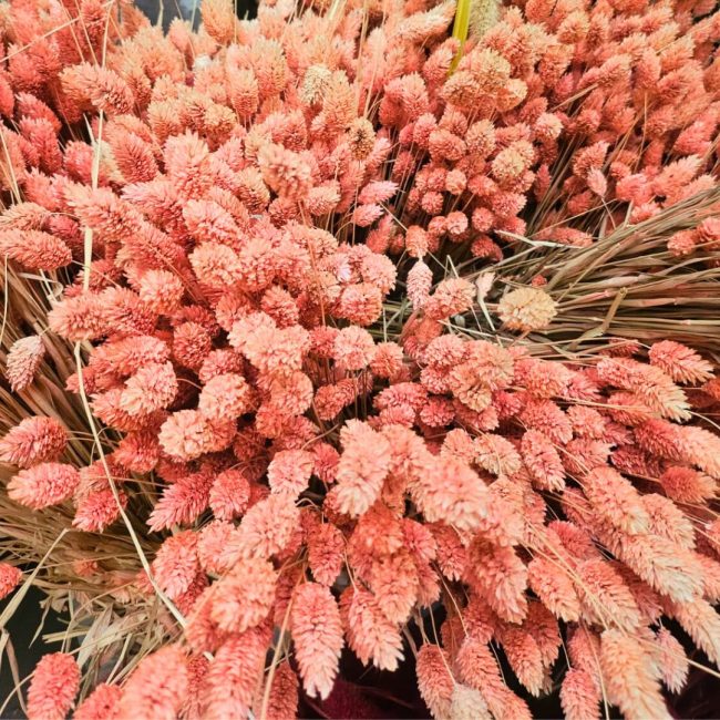 Phalaris (Botte) – Image 4