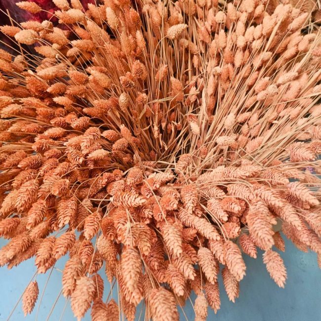 Phalaris (Botte) – Image 3